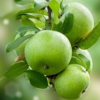 ادعم عين الحفة